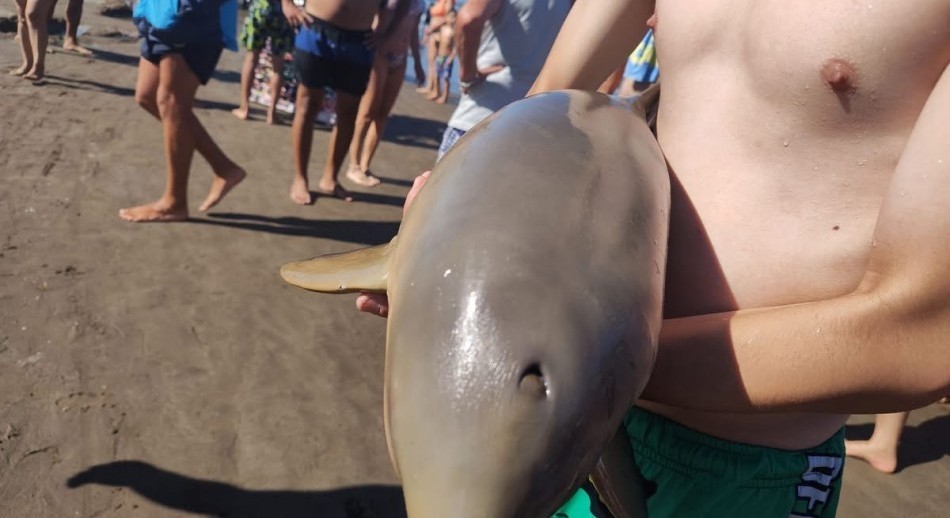 Otra vez: murió un delfín en la costa argentina porque lo sacaron del agua para tomarse fotos